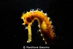 Sea horse and snoote in the back by Marchione Giacomo 